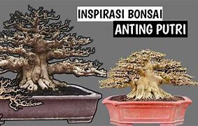 Bonsai Anting Putri Juara Nasional